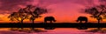 Amazing Safari.Panorama Silhouette Tree In Africa With Sunset.Dark Tree On Open Field Dramatic Sunrise.Safari Theme.