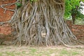 Amazing Sandstone Buddha Image`s Head Trapped in the Tree Roots at Wat Mahathat Ancient Temple, Ayutthaya, Thailand Royalty Free Stock Photo