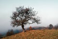 Amazing scene on autumn mountains