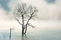 Amazing scene, nature with dry tree, lake, fog