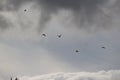 Amazing scenery of birds flying randomly on sky with dark clouds all over. Idyllic portrait is interesting to watch