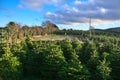 Amazing scenic view of Glencullen Christmas tree farm with Xmas trees, Co. Dublin, Ireland Royalty Free Stock Photo