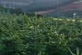 Amazing scenic view of Glencullen Christmas tree farm with Xmas trees, Co. Dublin, Ireland Royalty Free Stock Photo