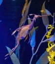 Amazing sea dragon creature swimming in freshwater close up Royalty Free Stock Photo