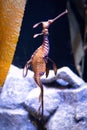 Amazing sea dragon creature swimming in freshwater close up Royalty Free Stock Photo