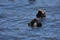 Amazing Sea Otter Floating On his Back in the Ocean Royalty Free Stock Photo