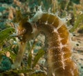 Seahorses in the Red Sea, eilat israel a.e Royalty Free Stock Photo