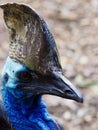 Amazing sensational unique Southern Cassowary.