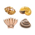 Amazing shiny curved sea shells isolated illustrations set