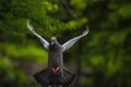 amazing shot of asiatic rock dove pigeon flying