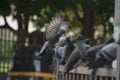 amazing shot of asiatic rock dove pigeon landing