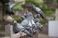 amazing shot of asiatic rock dove pigeon landing on railing