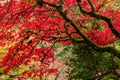 Amazing shot of the beautiful Butchart Gardens in Brentwood Bay, British Columbia