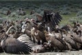 Amazing shot of a big group of vultures attacking and eating dead zebra in savanna Royalty Free Stock Photo