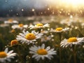 Amazing shot of group of chamomile flowers lit by last bright sun rays of setting sun.