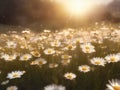 Amazing shot of group of chamomile flowers lit by last bright sun rays of setting sun.