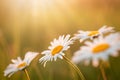 Close-up shot of daisy flowers in the field