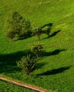 Amazing shot of oak trees in Zagajica hills in Serbia