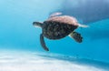 Amazing shot of a sea turtle swimming in the crystally clear watera