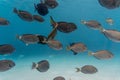 Amazing shot of a shoal of fish swimming in the crystally clear water