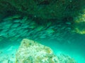 Amazing shot of underwater life in Belize Turneffe Atoll Royalty Free Stock Photo