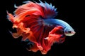 Amazing siamese fish with flower tail and fins. Colorful floral fighting betta fish isolated on black