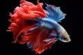Amazing siamese fish with flower tail and fins. Colorful floral fighting betta fish isolated on black