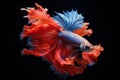 Amazing siamese fish with flower tail and fins. Colorful floral fighting betta fish isolated on black
