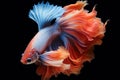 Amazing siamese fish with flower tail and fins. Colorful floral fighting betta fish isolated on black