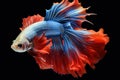 Amazing siamese fish with flower tail and fins. Colorful floral fighting betta fish isolated on black