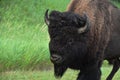 Amazing Side Profile of an American Bison Royalty Free Stock Photo