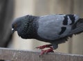 Amazing side shot of asiatic rock dove pigeon looking down Royalty Free Stock Photo