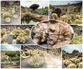 Amazing sights of Lanzarote cactus farm