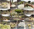 Amazing sights of Lanzarote cactus farm