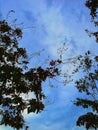 Amazing skies view with some leaves silhouette. Nature concept