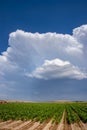 Amazing Sky Over an Early Green Corn Field Royalty Free Stock Photo