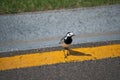 Amazing small gray bird wagtail stay on the yellow dividing line