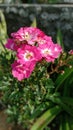 Amazing small pink roses