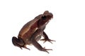 Amazing Smooth-sided toad isolated on white background Royalty Free Stock Photo