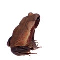 Amazing Smooth-sided toad isolated on white background Royalty Free Stock Photo