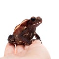 Amazing Smooth-sided toad isolated on white background Royalty Free Stock Photo