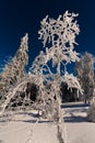 Amazing snow tree Royalty Free Stock Photo