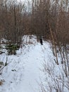 Amazing Snowy Trail