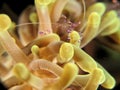 Amazing soft coral with transparant shrimp