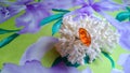 The amazing sparkling amber ring is located on a natural white coral placed on a purple silk fabric.