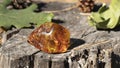 An amazing sparkling piece of raw Baltic amber is photographed close up on the tree stump.