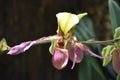 Amazing Speckled Green and Pink Orchid Flowering