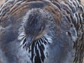 Amazing spectacular pretty camouflaged Malleefowl.