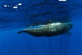 Amazing sperm whales swimming near Mauritius Royalty Free Stock Photo