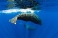 Amazing Sperm whales swimming in ocean near Mauritius Royalty Free Stock Photo